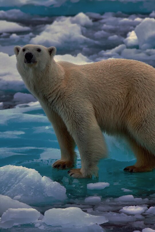 Россия вводит в Арктике надежный экологический контроль